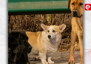 Siete perros escapan de red ilegal en China y recorren kilómetros hasta ser rescatados - Canal-E