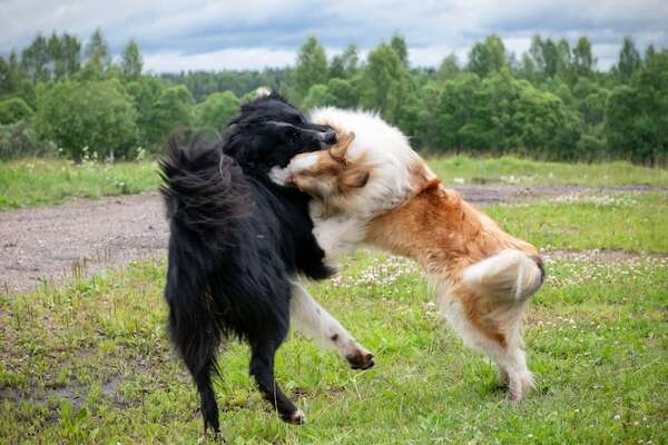 Cómo distinguir entre el juego rudo y una pelea inminente entre perros - Mascotas - ABC Color