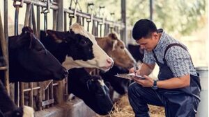 Senacsa invierte en bonos para impulsar la ganadería