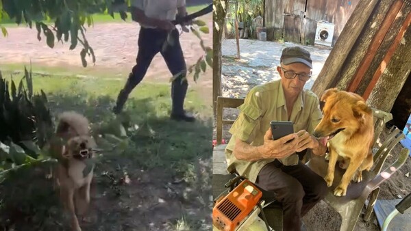 Tom, el perrito que ayuda a su dueño a podar árboles