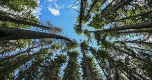 La Nación / Paraguay apunta a liderar el mercado de carbono y atraer inversiones con foro internacional