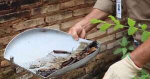 Diario HOY | Explican el porqué del aumento de mosquitos en los últimos días