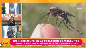 Temen la proliferación del mosquito Aedes Aegypti