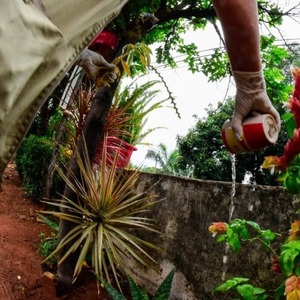 SENEPA atribuye aumento temporal de mosquitos a lluvias y alta humedad - ADN Digital