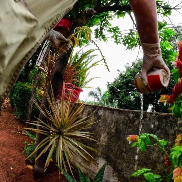 SENEPA atribuye aumento temporal de mosquitos a lluvias y alta humedad - ADN Digital