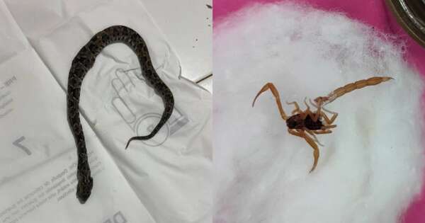 La Nación / En Concepción reportan dos pacientes mordidos por serpientes y uno con picadura de alacrán