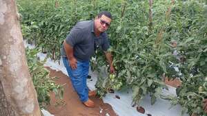 Tomateros preocupados por la caída de precios tras liberación de Afidi del Senave - Nacionales - ABC Color