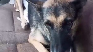 Crueldad animal en Misiones: Buscan al responsable de despellejar y cortar la cola a una perra