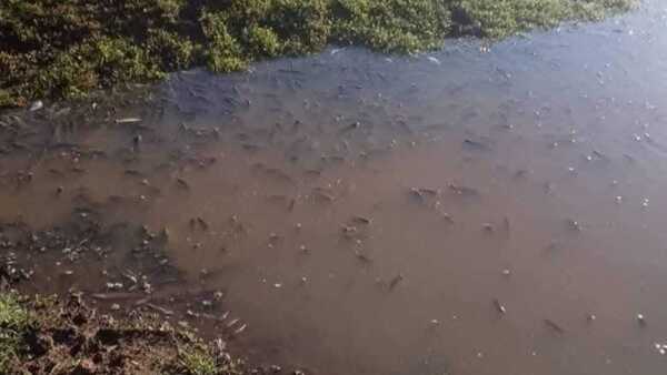 Culpan a alcoholera: Mortandad de peces en río Pirapó e invasión de moscas