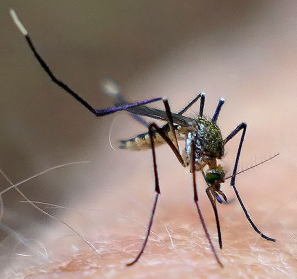 Popular / ¡Mosquitos gigantes aparecieron tras lluvias! Atendé porqué