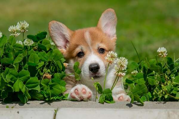 Vacunas y paseos: ¿es peligroso sacar a mi cachorro a la calle antes de completar su esquema? - Mascotas - ABC Color