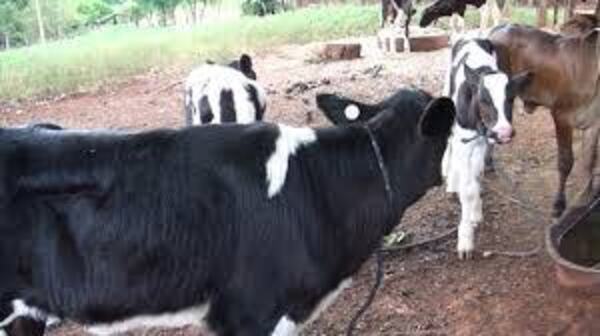 Alarma en Coronel Bogado: El abigeato golpea nuevamente a pequeños productores