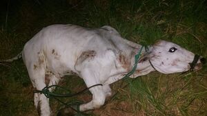 Recuperan torito robado y hallan evidencia tras intento de abigeato en Jhugua Poi - Concepción al Día