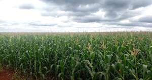 ¿Siembra en riesgo? El MAG revela hasta cuándo habrá fertilizantes - ABC Rural - ABC Color