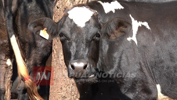 DENUNCIAN DESAPARICIÓN DE GANADO EN CORONEL BOGADO