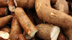 Año desafiante para la mandioca en Paraguay: sequía, menor almidón y retos para la industria