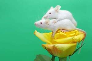 ¿Se puede clonar hasta la eternidad?: esto se vio en ratones - Ciencia - ABC Color