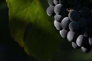 Semillas arqueológicas revelan secretos del vino en Europa a lo largo del tiempo - Ciencia - ABC Color