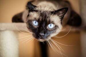 Gato siamés: por qué es una de las razas más singulares del mundo - Mascotas - ABC Color