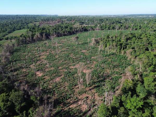 Destruyen marihuanales en zona del secuestro de Almir De Brum - Policiales - ABC Color