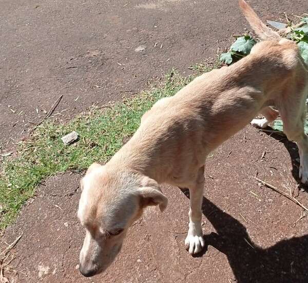 Maltrato animal en Ciudad del Este: guía para denunciar y conocer las sanciones - ABC en el Este - ABC Color