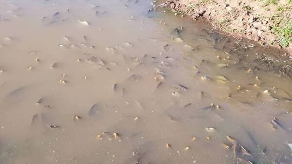 Peces muertos, olor a podrido y nubes de moscas por culpa de alcoholera