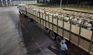 Volvió a bajar el precio del Novillo Mercosur y profundiza la corrección regional