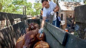 Aftosa: el negocio de la carne pide cautela y frena cualquier apuro para dejar la vacunación