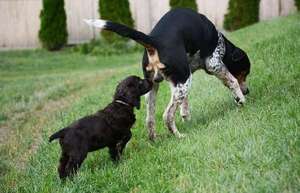 ¿Por qué los perros se huelen el trasero al saludarse? - Mascotas - ABC Color
