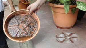 Advierten que no son transmisores de dengue: aumento de mosquitos tras lluvias es por