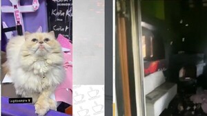 No conforme con robar, delincuente quema un local y mata a dos gatos