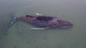 Video: El desesperado intento de rescatar a una ballena varada en el Báltico