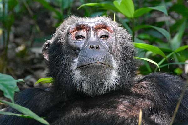 Chimpancé puede combinar percusión y vocalización a un tempo constante - Ciencia - ABC Color