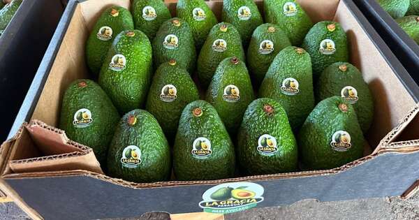 La Nación / Paraguay concreta su primera exportación de aguacate del 2026 a Argentina