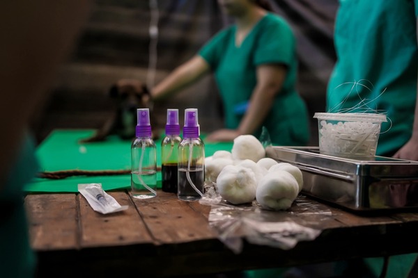 Protocolos estrictos y control profesional: claves para garantizar el bienestar animal en veterinarias