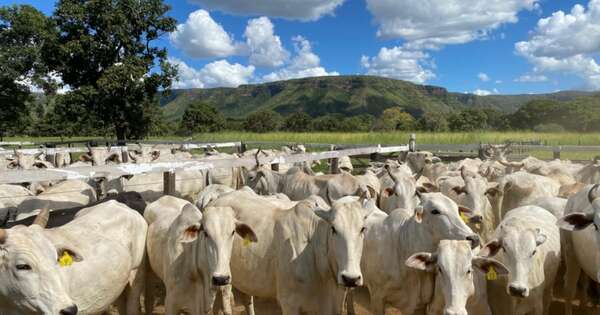 La Nación / Trazabilidad gana terreno: Paraguay alcanza los 4 millones de bovinos identificados