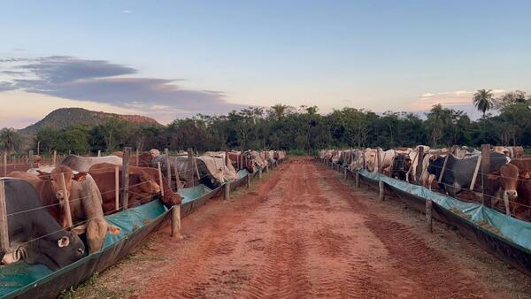 Granja Don Gilberto, herencia ganadera y confinamiento bovino en Yaguarón - 5Días