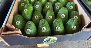La Nación / Paraguay concreta el 1.er envío de aguacate en 2026