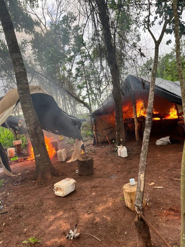Destruyen cultivos de marihuana en plena cosecha