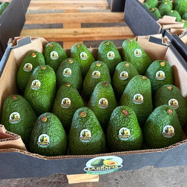 Paraguay inicia exportación de aguacate «hass» a Argentina