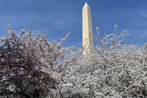 Washington se viste de rosa: cerezos florecen antes de lo esperado  - Viajes - ABC Color