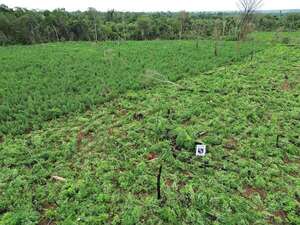 Pese a presencia de militares proliferan los marihuanales de Macho, en Canindeyú - Policiales - ABC Color