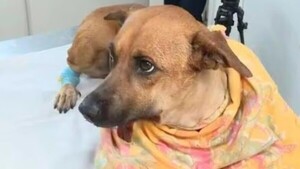 ¡Fuerza, Canelita!: La peludita volvió a operarse tras una complicación