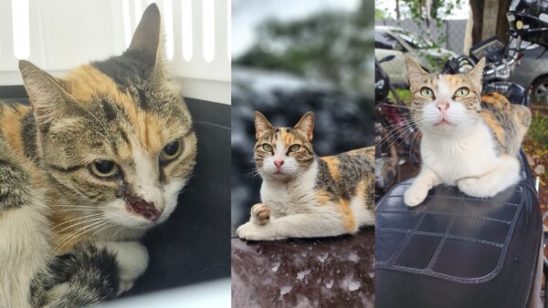 “La Nena”, la gatita del estacionamiento que hoy lucha contra el cáncer