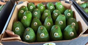 Paraguay exporta 5.000 kilos de aguacate a Argentina
