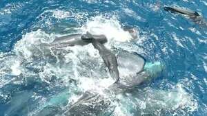 Video: captan a un cachalote dando a luz con ayuda de su grupo - Ciencia - ABC Color