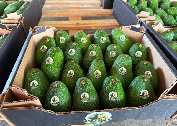 Paraguay envía más de 5.000 kilos de aguacate a Argentina