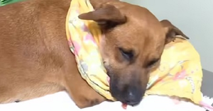 Canela fue sometida a una nueva cirugía tras complicación - Noticiero Paraguay