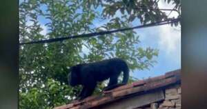 La Nación / Lambaré: mono aullador atemoriza a vecinos y piden ayuda para devolverlo a su hábitat