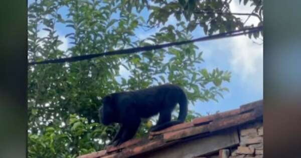 La Nación / Lambaré: mono aullador atemoriza a vecinos y piden ayuda para devolverlo a su hábitat